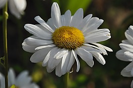 黛西,夏季,鮮花