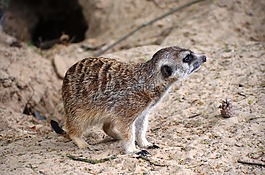 獴,suricata suricatta,meercat