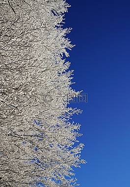 冬季森林,樹木,霜