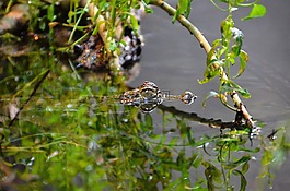 鱷魚,揚(yáng)子鱷,偽裝