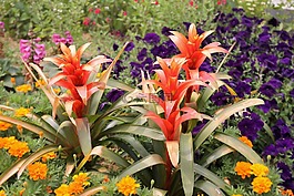 猩紅明星,花,植物