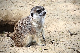 獴,suricata suricatta,meercat