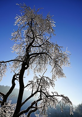 樹(shù),霜,冬天
