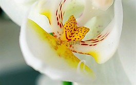蘭花,盛開,鮮花
