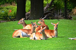 羚羊,荔枝沼澤羚羊,lechwe