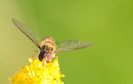 hoverfly,昆虫,黄色