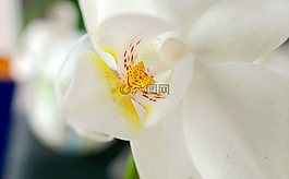 蘭花,盛開(kāi),鮮花