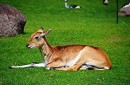 羚羊,荔枝摩爾羚羊,lechwe