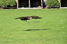 貓頭鷹,鳥,動物