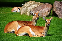羚羊,荔枝沼澤羚羊,lechwe