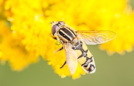 hoverfly,昆虫,关闭