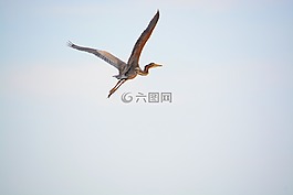 蒼鷺,翅膀,性質