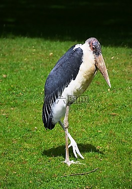 marabu,leptoptilos crumeniferus,鸟
