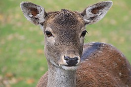 獐鹿,dülmen 德国,野生