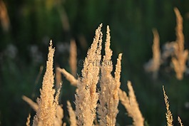 草,晚上,日落