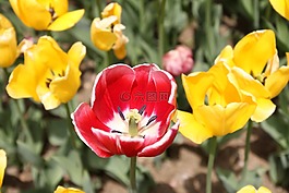 郁金香,花,紅色