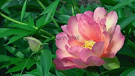 自然,植物區(qū)系,葉
