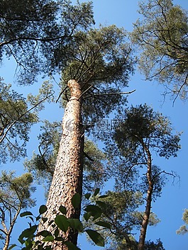 松,森林,巖