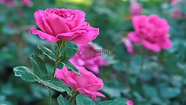 自然,花,植物區(qū)系