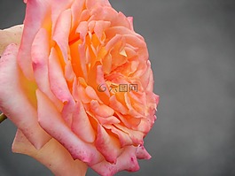 花,玫瑰,花的