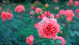 花,植物區(qū)系,自然