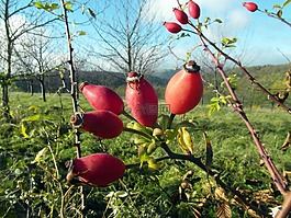 玫瑰果,紅色,11 月