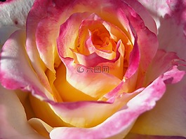 花,玫瑰,花的