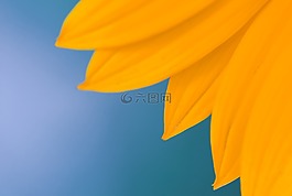 花,花瓣,黃色