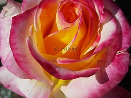 花,玫瑰,花的