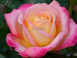 花,玫瑰,花的
