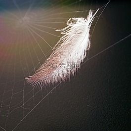 蛛網,web,spder web