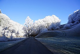 樹木,路,寒冬