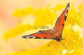孔雀蝴蝶,蝴蝶,黃色