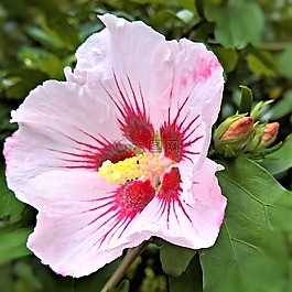 厂,芙蓉,锦葵