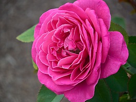花,玫瑰,花的