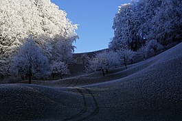 樹木,霜,寒冬