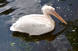 佩利坎,動物,鳥