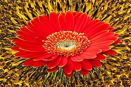 非洲菊,向日葵,背景