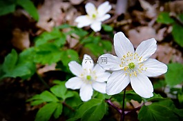 花,木?？?森林