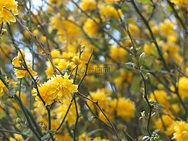 自然,黃色的花,植物
