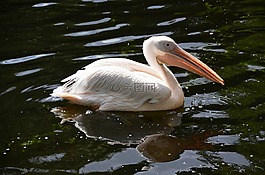 佩利坎,動物,鳥