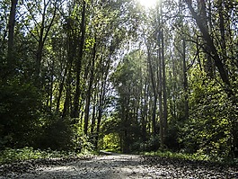 森林,路,樹木