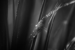 花園,黑色和白色,黑