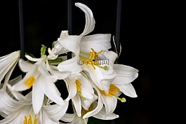 百合,花,開花