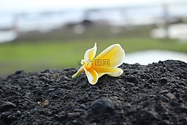 花,性質,黃色