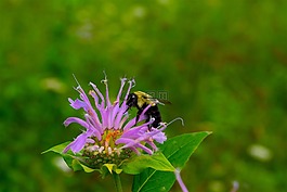 蜜蜂,大黃蜂,花