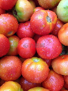 蔬菜,番茄,新鮮蔬菜