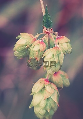 躍點(diǎn),野生植物,廠
