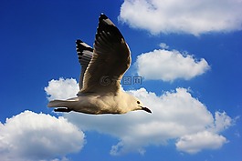 海鷗,水禽,澤福格爾
