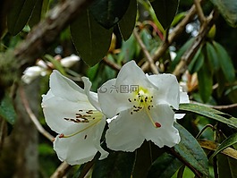 性質(zhì),花園,花瓣